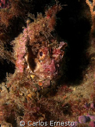 scorpaena scrofa.
Olympus c-7070 and YS-60 strob. by Carlos Ernesto 